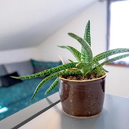 Knize Ferdinand Daire Mikulov